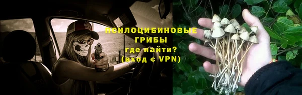 крисы Баксан